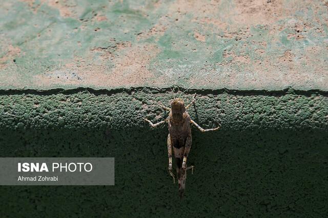 ملخ های مهاجر به باشت کهگیلویه و بویراحمد رسیدند ملخ های مهاجر به باشت کهگیلویه و بویراحمد رسیدند