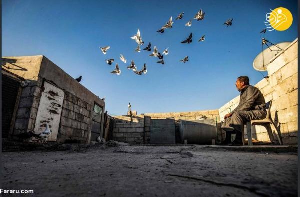 (تصاویر) کبوتربازی در پایتخت داعش