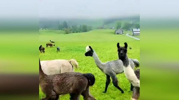 این شتر شما را شگفت زده می کند این شتر شما را شگفت زده می نماید