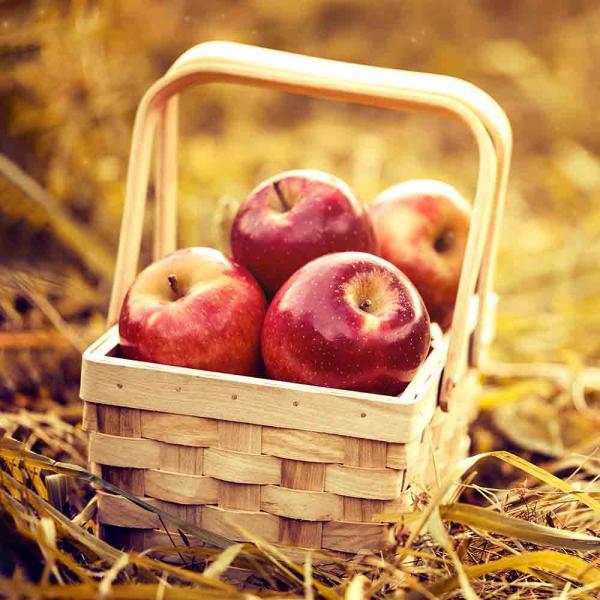 رکورد صادرات سیب شکسته شد