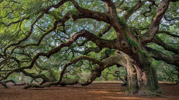 قدیمی ترین درختان دنیا