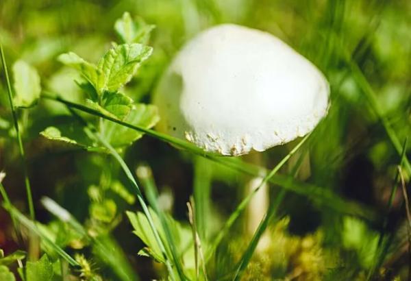 کشنده ترین قارچ دنیا معروف به جام مرگ